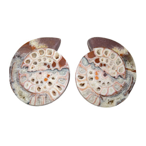 Ammonite Pairs with Holes