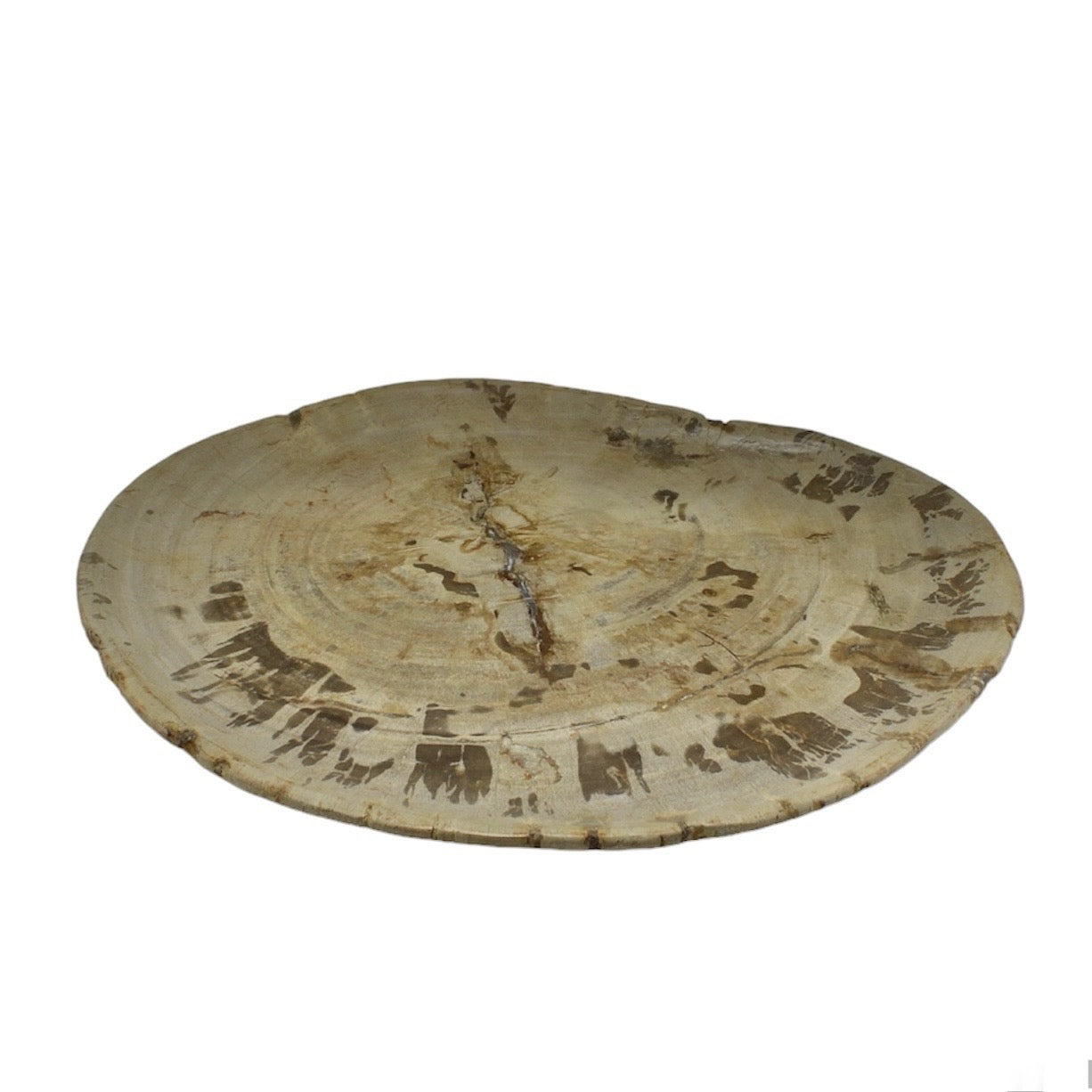 Petrified Wood Plate L