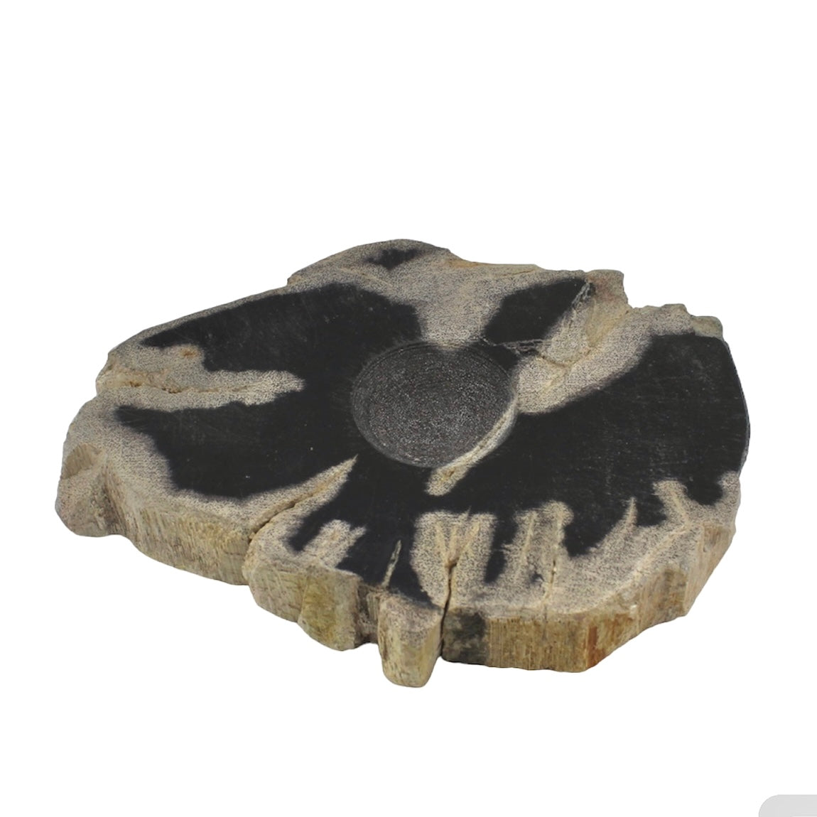 Petrified Wood Sphere Stands