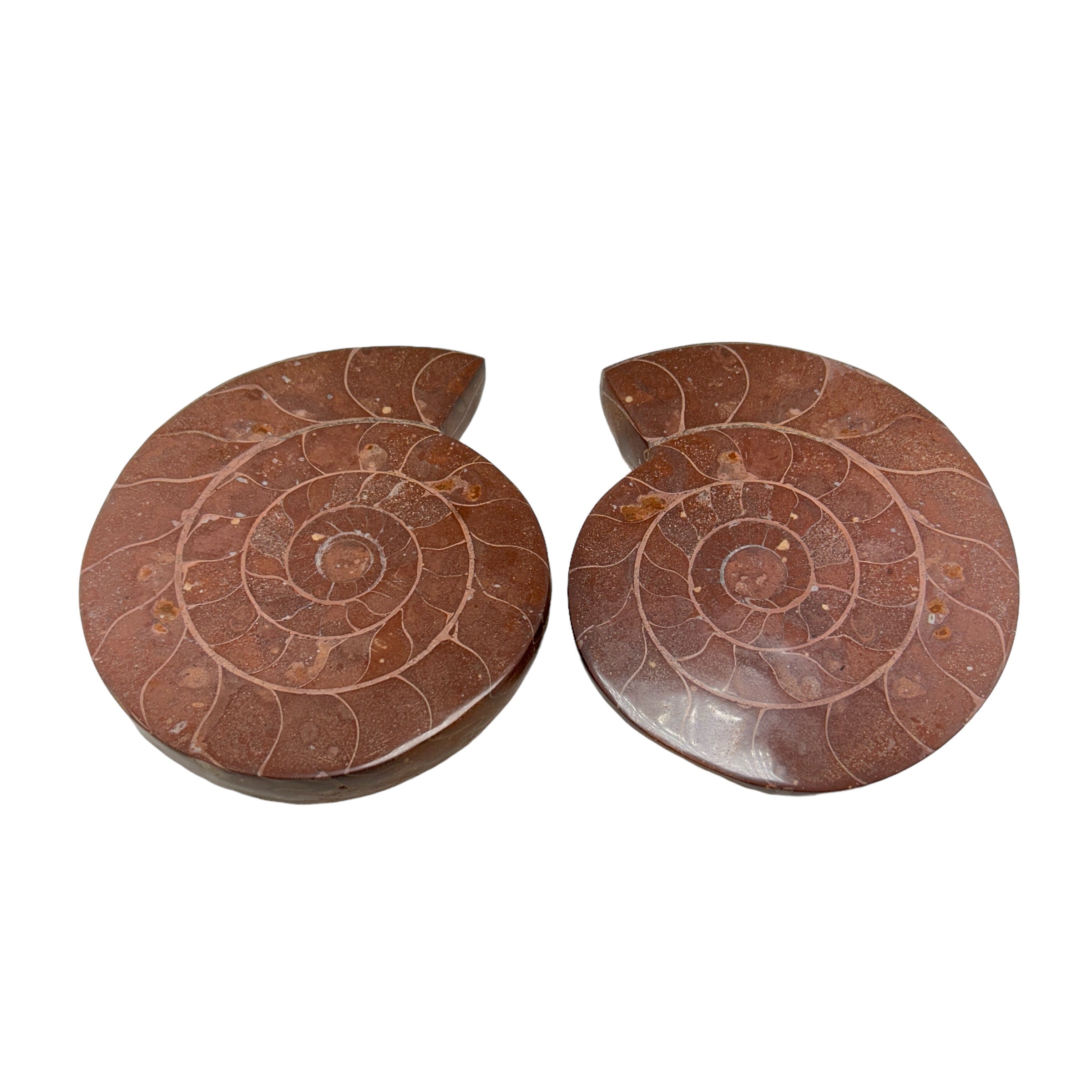 Ammonite Pairs (Indonesia)