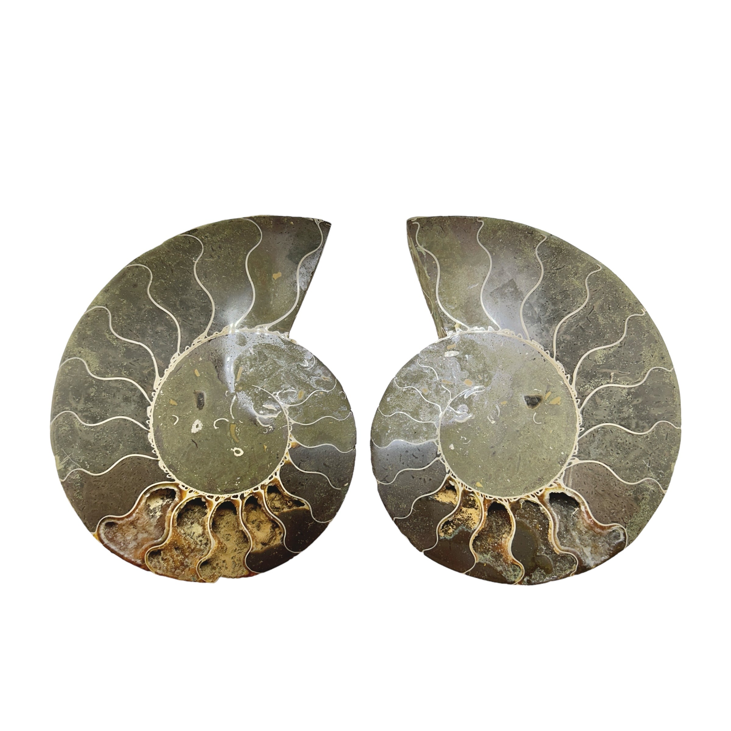 Ammonite Pairs (Madagascar)