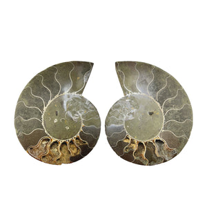 Ammonite Pairs (Madagascar)