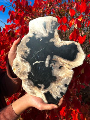 Petrified Wood Slabs
