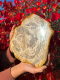 Petrified Wood Slabs