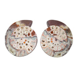 Ammonite Pairs with Holes