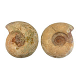 Ammonite Pairs with Holes