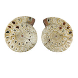 Ammonite Pairs with Holes