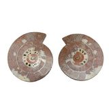 Ammonite Pairs with Holes