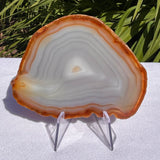 Agate Slices Natural