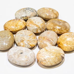 Fossil Coral Pillows