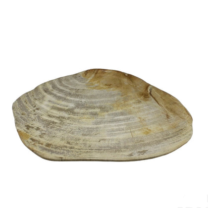 Petrified Wood Plate L