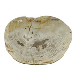 Petrified Wood Plate M