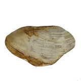 Petrified Wood Plate M