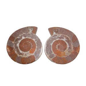 Ammonite Pairs (Indonesia)