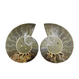 Ammonite Pairs (Madagascar)