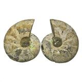 Ammonite Pairs (Madagascar)