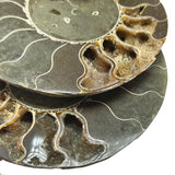 Ammonite Pairs (Madagascar)