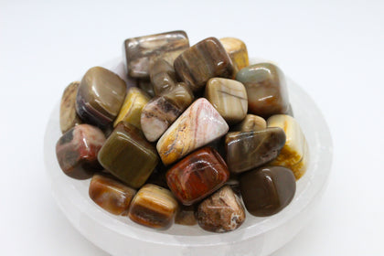 Petrified Wood Tumbled 10-20mm