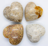 Fossil Coral Hearts