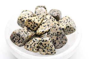 Dalmatian Jasper Tumbled 20-30mm